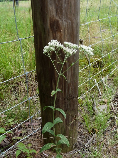 {Eupatorium album}